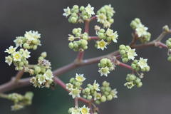 Ventilago madraspatana